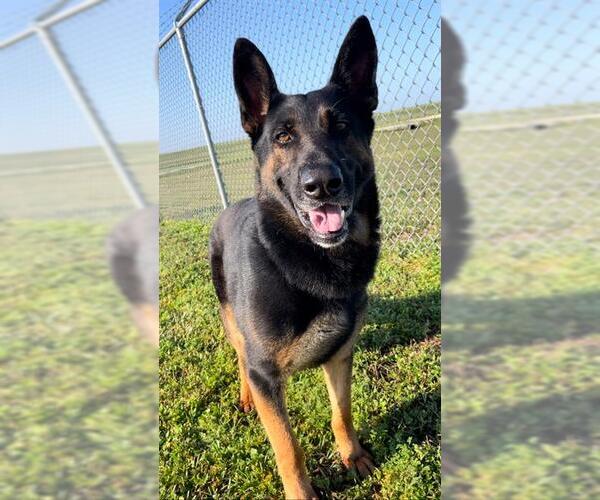 Medium Photo #4 German Shepherd Dog-Unknown Mix Puppy For Sale in Rosenberg, TX, USA