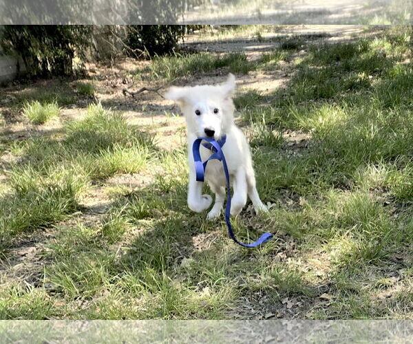 Medium Photo #12 Great Pyrenees Puppy For Sale in Spring, TX, USA