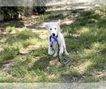 Small #11 Great Pyrenees