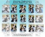 Small Photo #1 American Staffordshire Terrier Puppy For Sale in GLENDALE, CA, USA