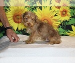 Colt - Male Yorkiepoo mix (+ Poodle Toy) Puppy for Sale - Photo #29