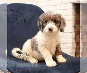 Bernedoodle (Miniature) Puppy for sale in NARVON, PA, USA