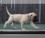 Small Photo #2 Presa Canario Puppy For Sale in OAKLEY, CA, USA