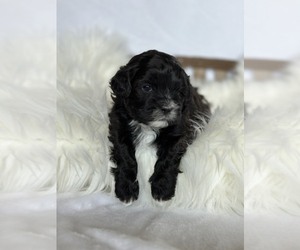 Shih-Poo Puppy for sale in CHOCTAW, OK, USA