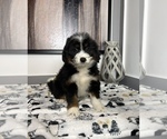Small Photo #7 Miniature Bernedoodle Puppy For Sale in FRANKLIN, IN, USA