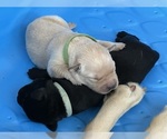 Small #3 Labrador Retriever