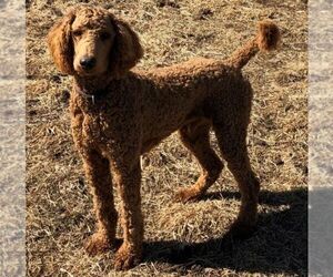 Father of the Goldendoodle-Poodle (Standard) Mix puppies born on 04/19/2022