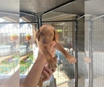 Small Photo #1 Vizsla Puppy For Sale in CARLTON, OR, USA