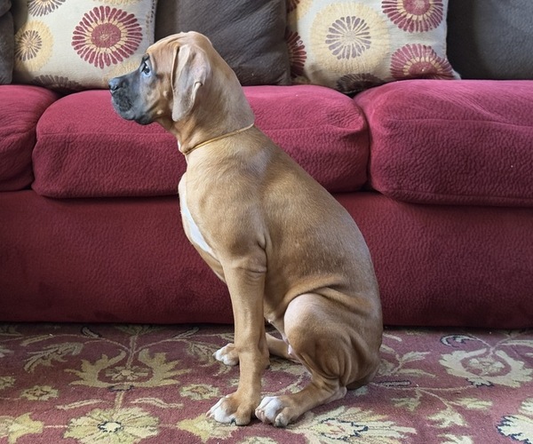 Medium Photo #2 Boxer Puppy For Sale in FONTANA, CA, USA