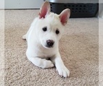 Small Photo #10 Shiba Inu Puppy For Sale in DAVENPORT, FL, USA