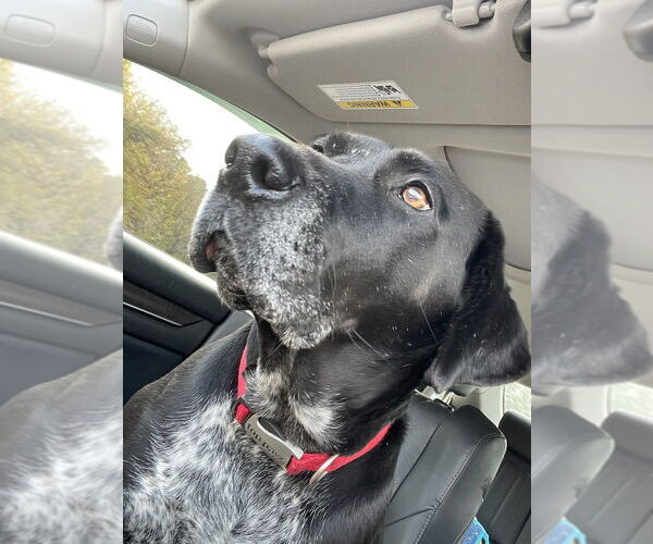 Medium Photo #1 Labrador Retriever-Plott Hound Mix Puppy For Sale in Brewster, NY, USA