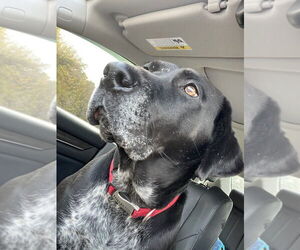 Labrador Retriever-Plott Hound Mix Dogs for adoption in Brewster, NY, USA