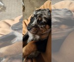 Small Photo #17 Catahoula Leopard Dog-Rottweiler Mix Puppy For Sale in BRADFORD, NY, USA
