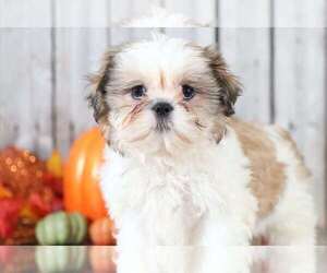 Shih Tzu Puppy for sale in MOUNT VERNON, OH, USA