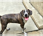 Small #4 Boglen Terrier