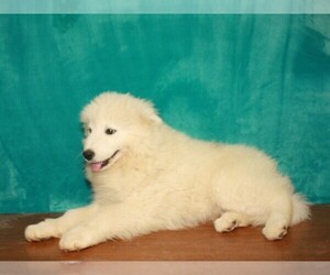 Samoyed Puppy for Sale in SHAWNEE, Oklahoma USA