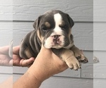 Small #1 Bulldog