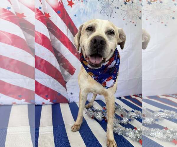 Medium Photo #3 Labrador Retriever-Unknown Mix Puppy For Sale in Sanderson, FL, USA