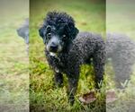 Small #2 Poodle (Toy)