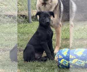 Shepradors Dogs for adoption in Saegertown , PA, USA