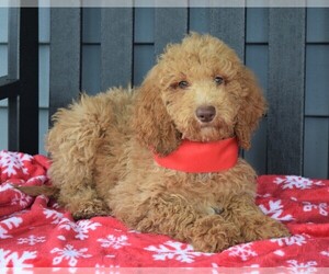 Labradoodle Puppy for sale in COSHOCTON, OH, USA
