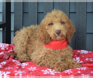 Labradoodle Puppy for sale in COSHOCTON, OH, USA