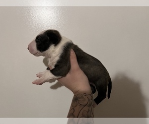 Medium Miniature Bull Terrier