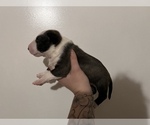 Small Photo #1 Miniature Bull Terrier Puppy For Sale in MADERA, CA, USA