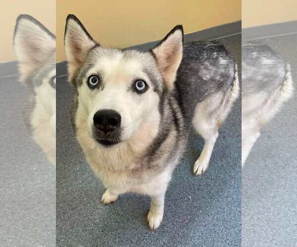 Medium Photo #1 Siberian Husky Puppy For Sale in Low Moor, VA, USA