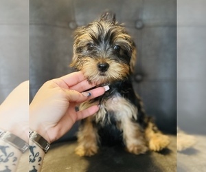 Yorkshire Terrier Puppy for sale in LOWELL, MA, USA