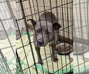 American Pit Bull Terrier-Unknown Mix Dogs for adoption in Texas City, TX, USA