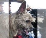 Small #17 Cairn Terrier