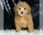 Small #4 Maltipoo