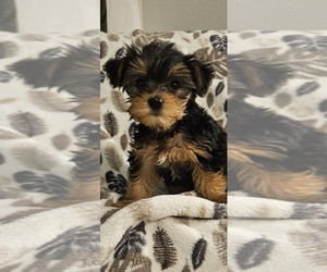 Yorkshire Terrier Puppy for sale in SALEM, OR, USA