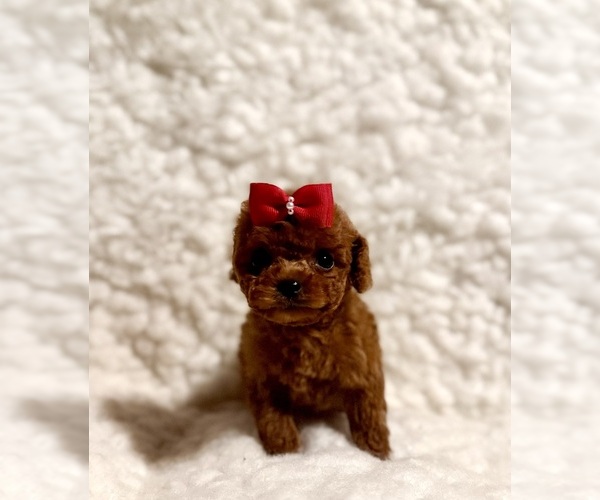 Medium Photo #4 Poodle (Toy) Puppy For Sale in REDLANDS, CA, USA