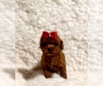 Small #3 Poodle (Toy)