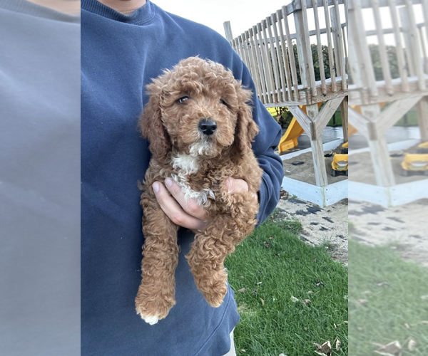 Medium Photo #1 Goldendoodle (Miniature) Puppy For Sale in MILWAUKEE, WI, USA