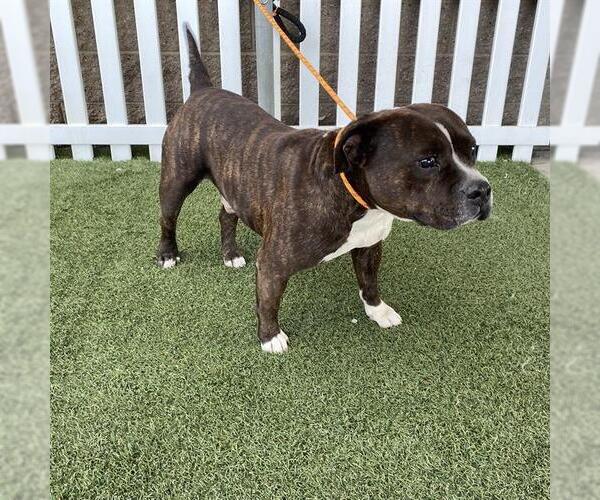 Medium Photo #1 American Bulldog Puppy For Sale in Modesto, CA, USA
