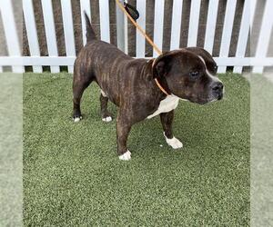 American Bulldog Dogs for adoption in Modesto, CA, USA
