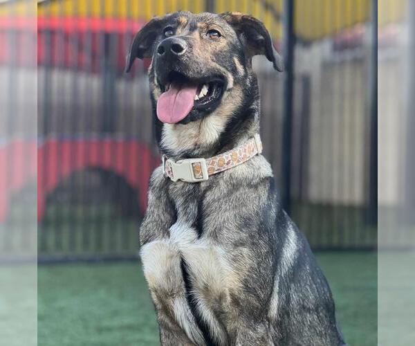 Medium Photo #1 Mutt Puppy For Sale in Rockwall, TX, USA