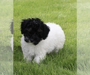 Poodle (Miniature) Puppy for sale in FREDERICKSBURG, OH, USA