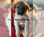 Small Great Pyrenees Mix