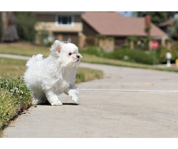 Medium Photo #1 Maltese Puppy For Sale in FULLERTON, CA, USA