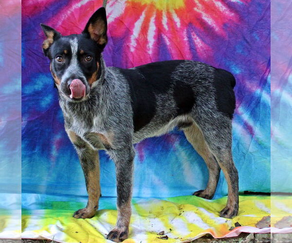 Medium Photo #3 Mutt Puppy For Sale in Crandall, GA, USA