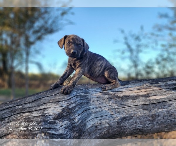Medium Photo #9 Catahoula Leopard Dog Puppy For Sale in CUMBY, TX, USA