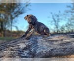 Small #8 Catahoula Leopard Dog