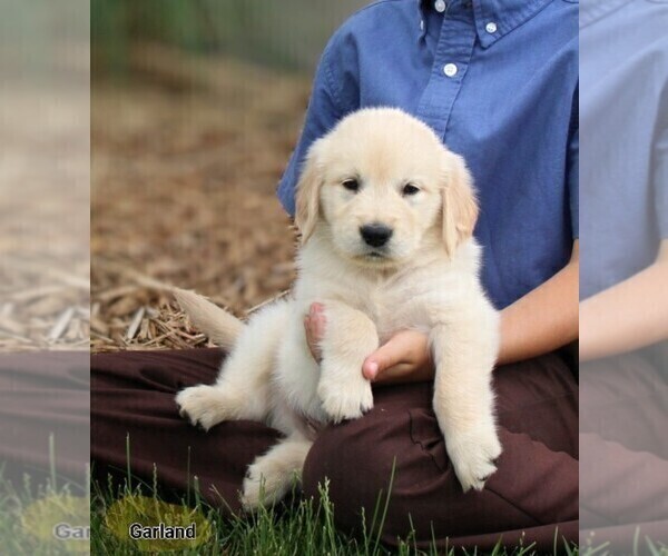 Medium Photo #2 Golden Retriever Puppy For Sale in NAPPANEE, IN, USA