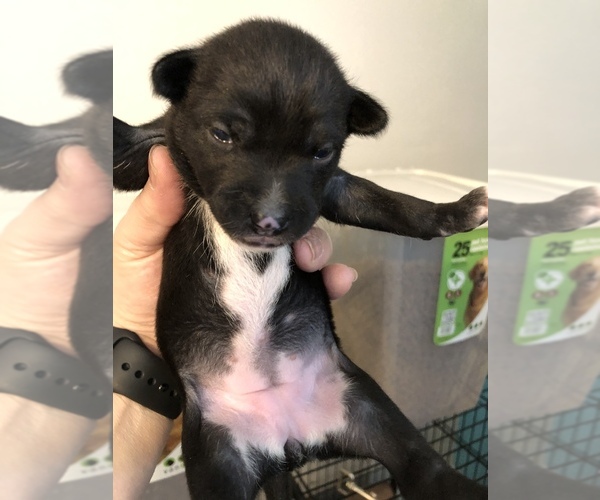 Medium Photo #1 Basenji Puppy For Sale in NEWTON, IA, USA