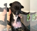 Small Photo #1 Basenji Puppy For Sale in NEWTON, IA, USA