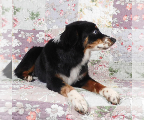 Medium Photo #10 Miniature Australian Shepherd Puppy For Sale in HARRISON, OH, USA